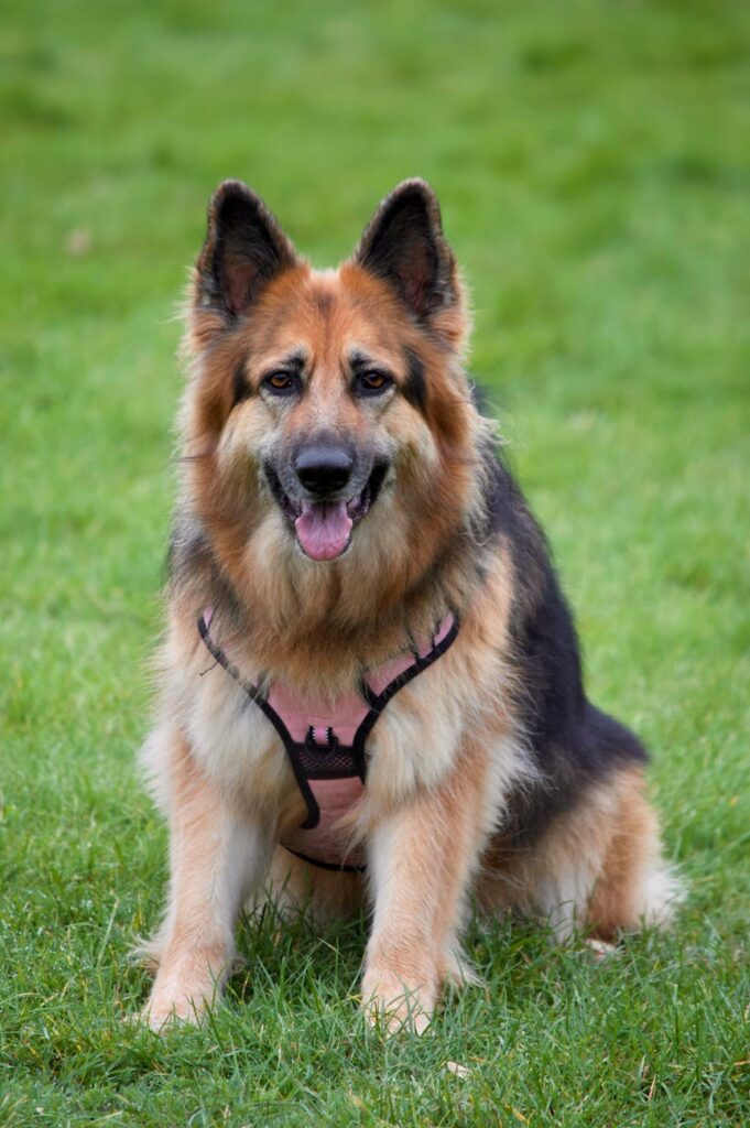 german shepherd sitting on grass